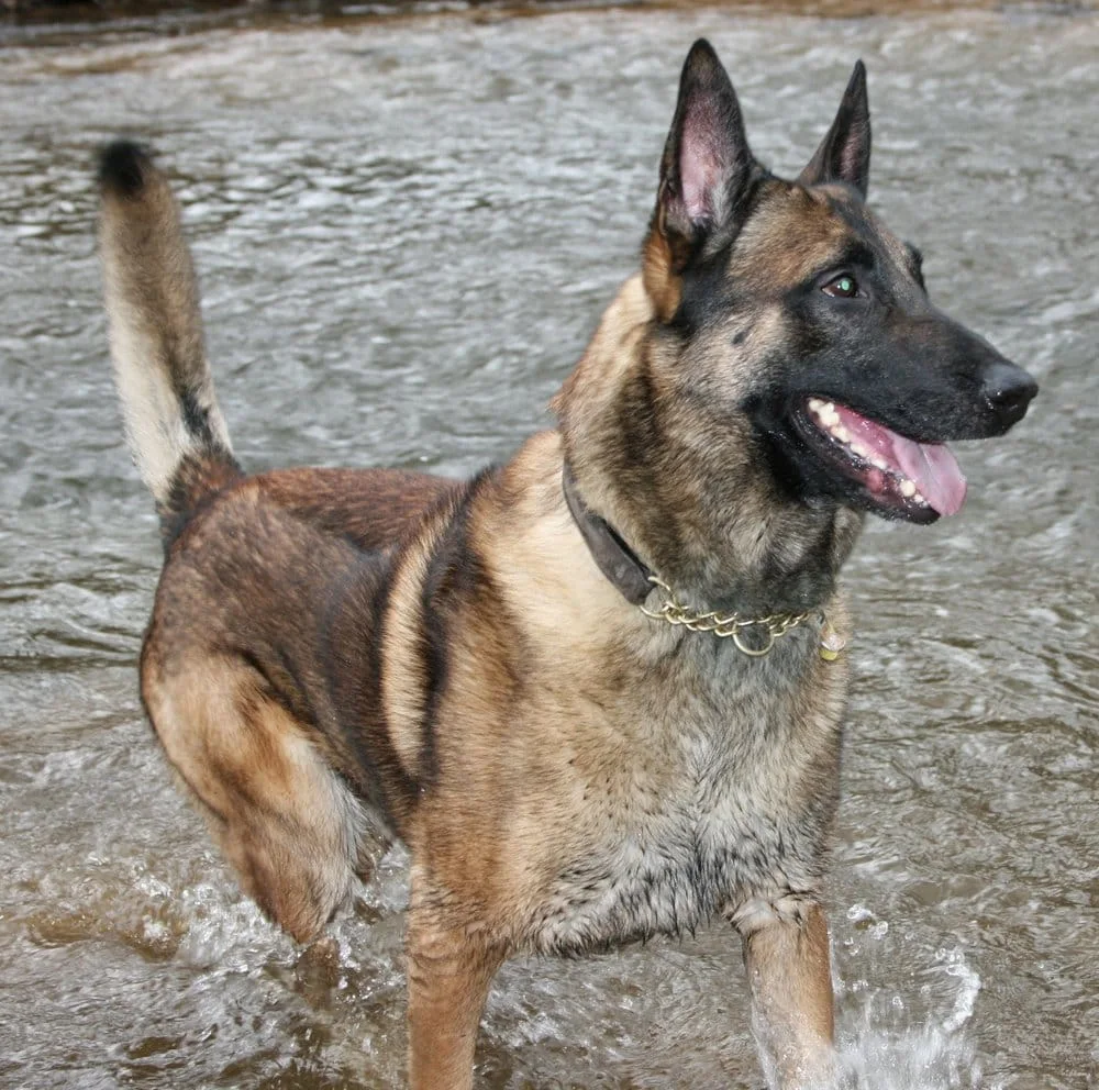 Harvey's K9 partner standing in a stream
